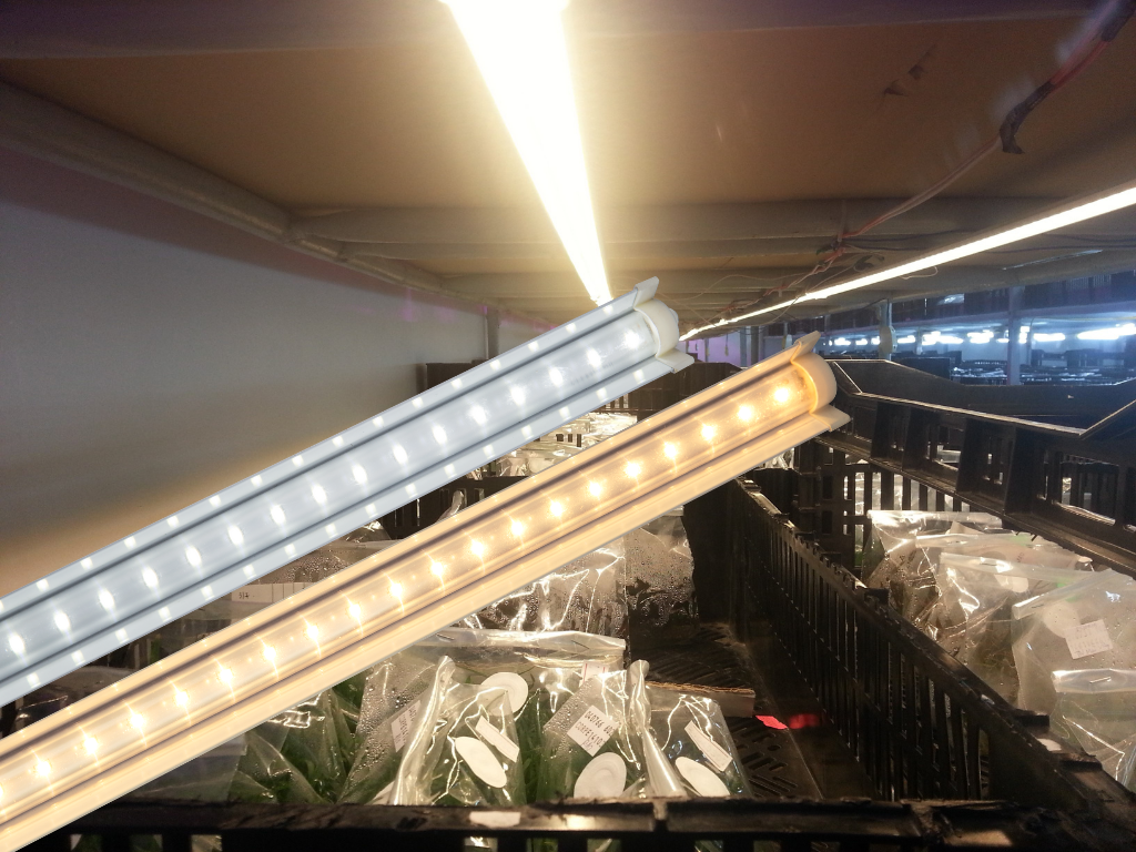 Đèn LED chuyên dụng cho nuôi cấy mô 0.6m